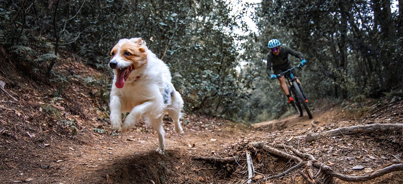 accident animaux