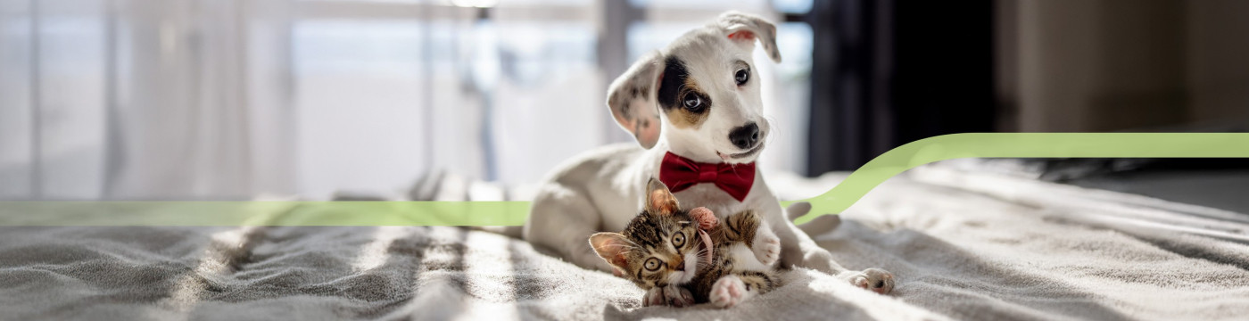 Assurance animaux action