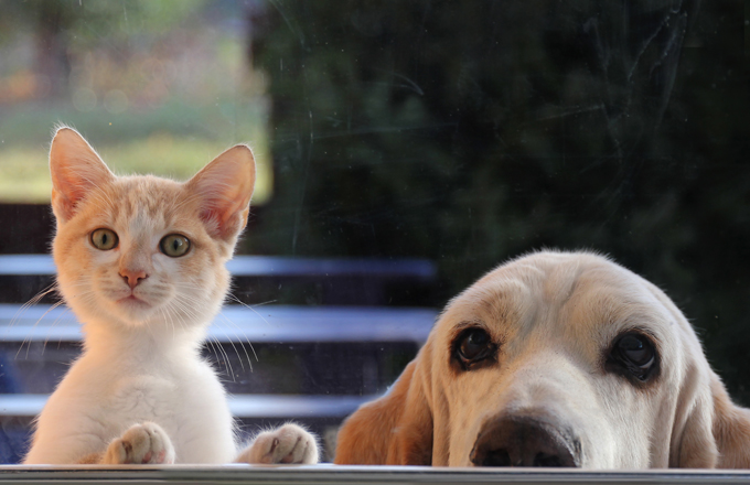 Assurance animaux belgique 